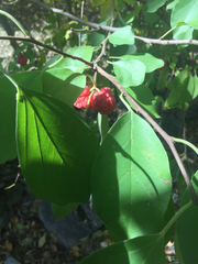 Maclura tricuspidata