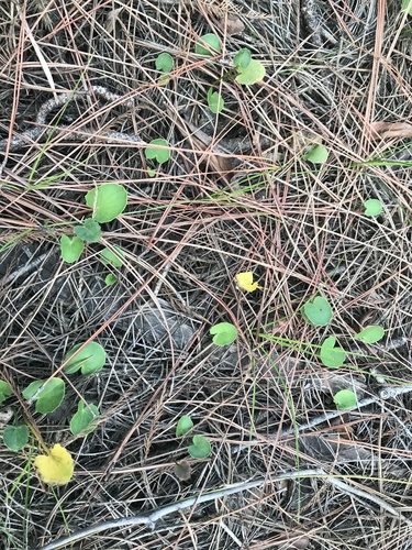 Centella erecta image