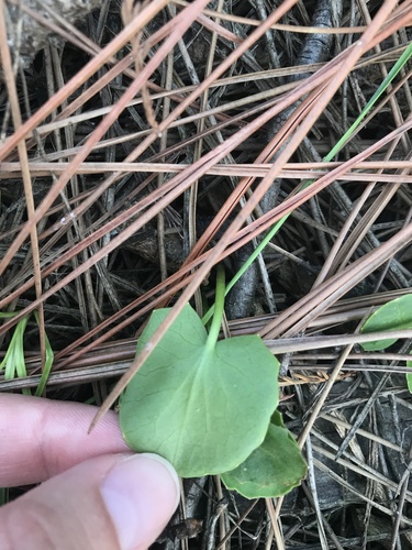Centella erecta image