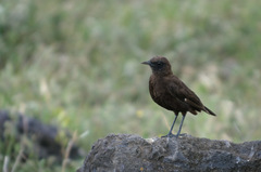 Myrmecocichla aethiops