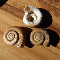 Theobaldius annulatus