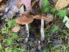 Cortinarius comptulus