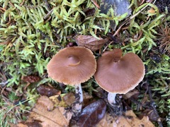 Cortinarius comptulus