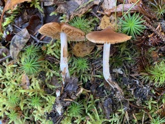 Cortinarius comptulus