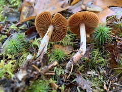 Cortinarius comptulus