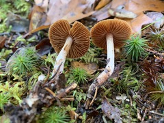 Cortinarius comptulus