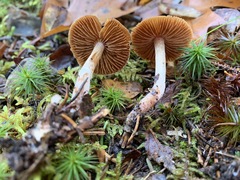 Cortinarius comptulus