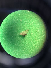 Carychium