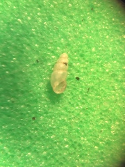 Carychium