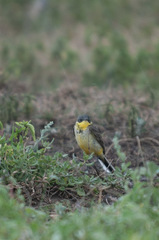 Motacilla flava thunbergi