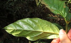 Sherbournieae