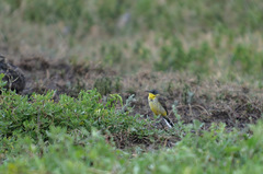 Motacilla flava thunbergi