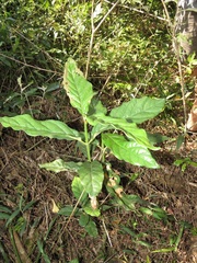 Sherbournieae