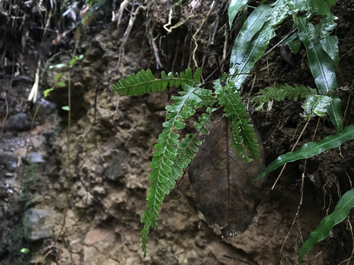 Lindsaea obtusa observed 2025-07-04