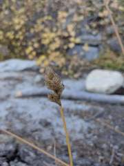 Carex fracta