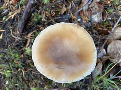 Amanita porphyria