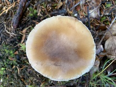 Amanita porphyria