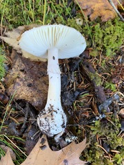 Amanita porphyria