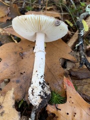 Amanita porphyria