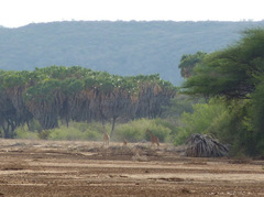 Giraffa camelopardalis reticulata