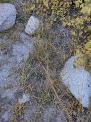 Carex fracta
