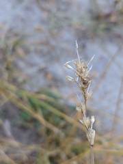 Carex fracta