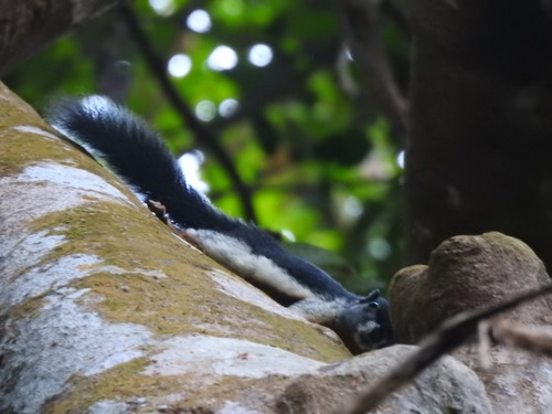 Callosciurus prevostii