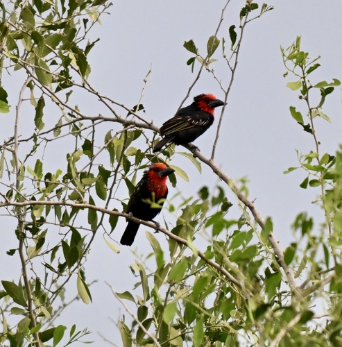 Black-billed Barbet (Lybius guifsobalito)