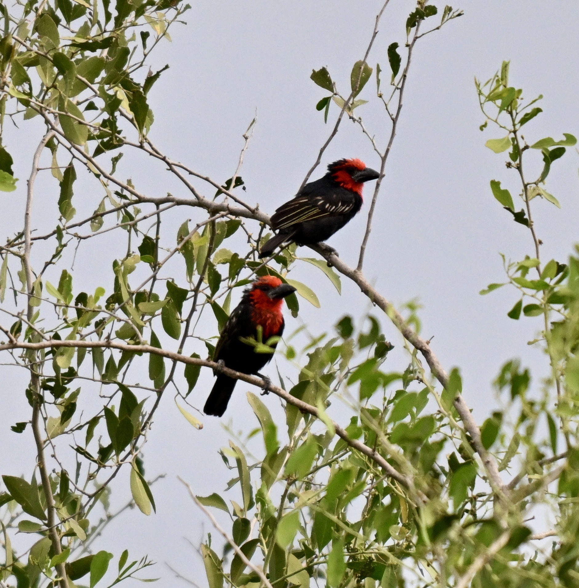 Black-billed Barbet (Lybius guifsobalito), photo 1