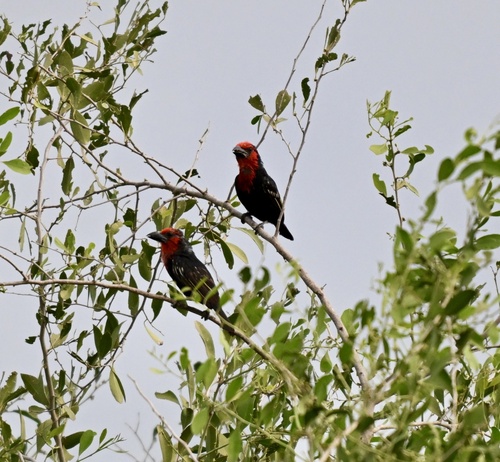 Black-billed Barbet (Lybius guifsobalito), photo 2