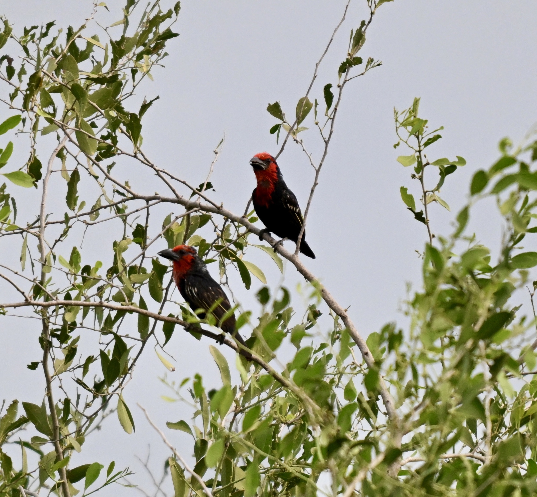 Black-billed Barbet (Lybius guifsobalito), photo 2