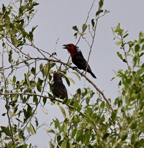 Black-billed Barbet (Lybius guifsobalito), photo 6