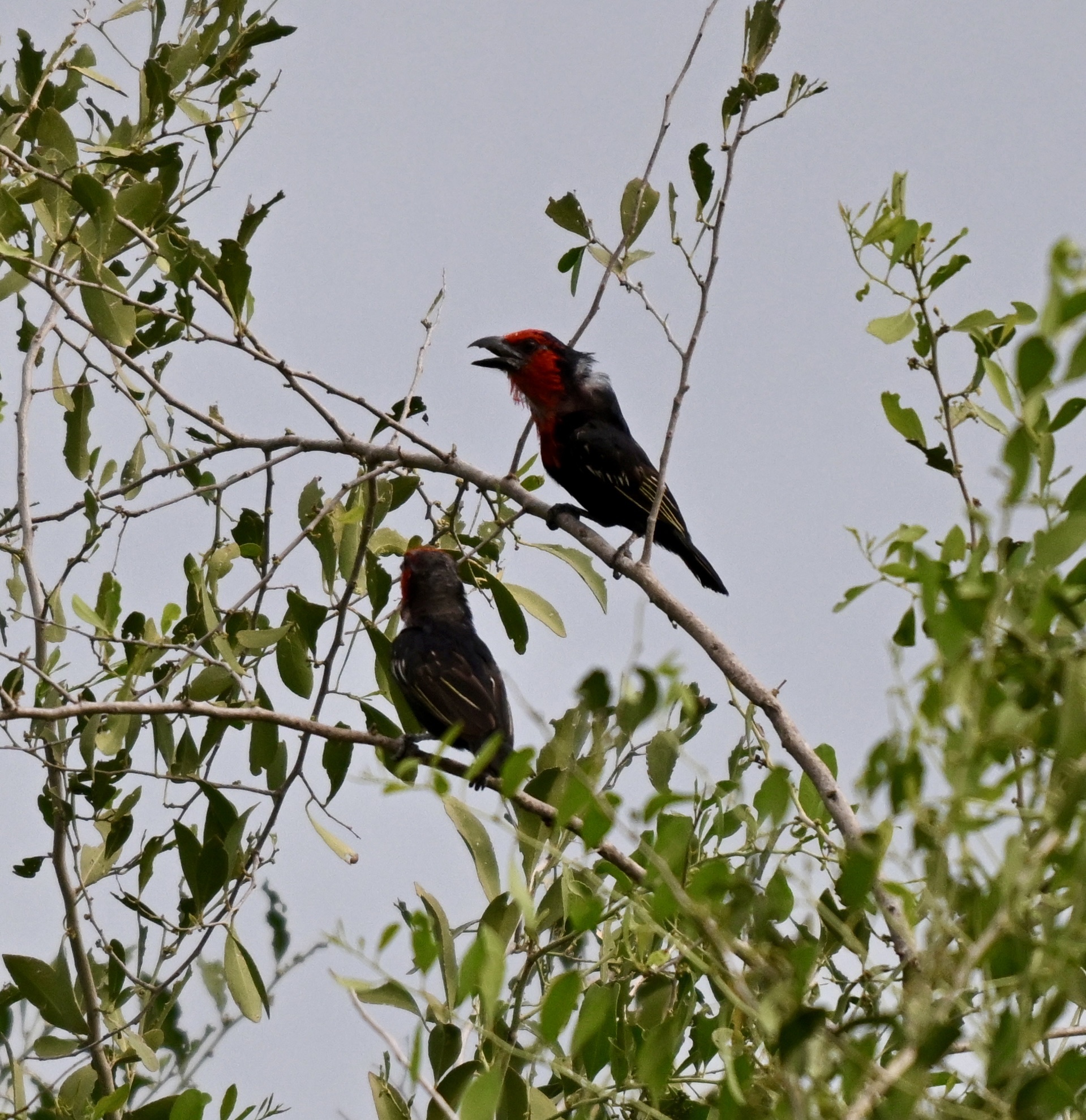 Black-billed Barbet (Lybius guifsobalito), photo 3
