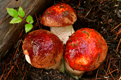 Leccinum ponderosum