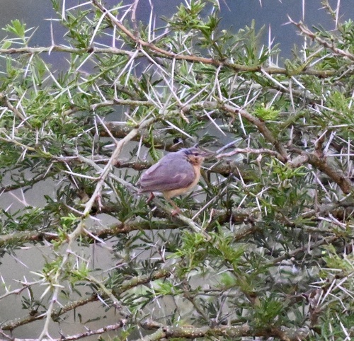 Northern Crombec (Sylvietta brachyura), photo 4
