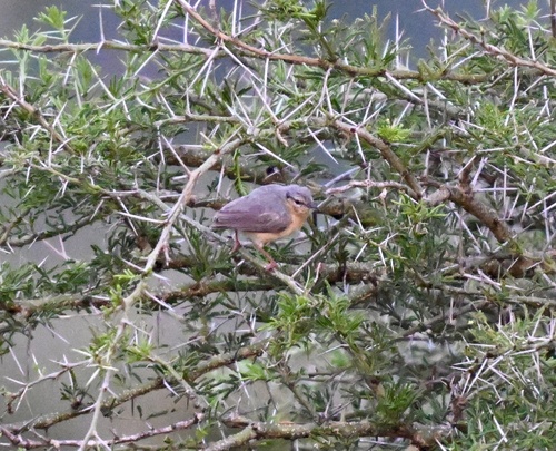 Northern Crombec (Sylvietta brachyura), photo 5
