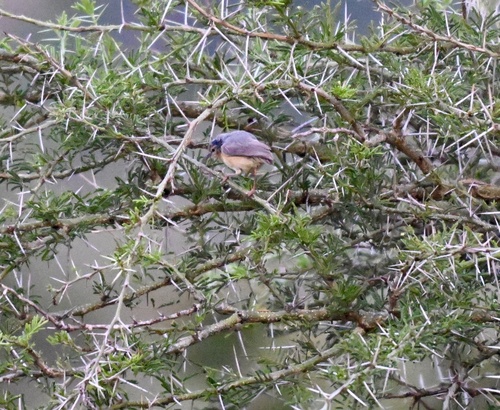 Northern Crombec (Sylvietta brachyura), photo 8
