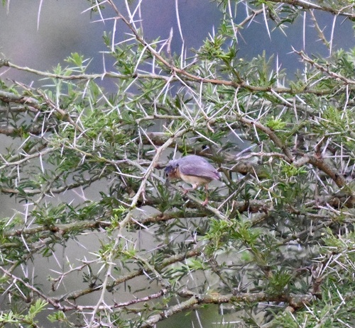 Northern Crombec (Sylvietta brachyura), photo 9