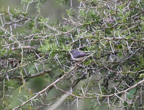 Northern Crombec (Sylvietta brachyura), photo 10