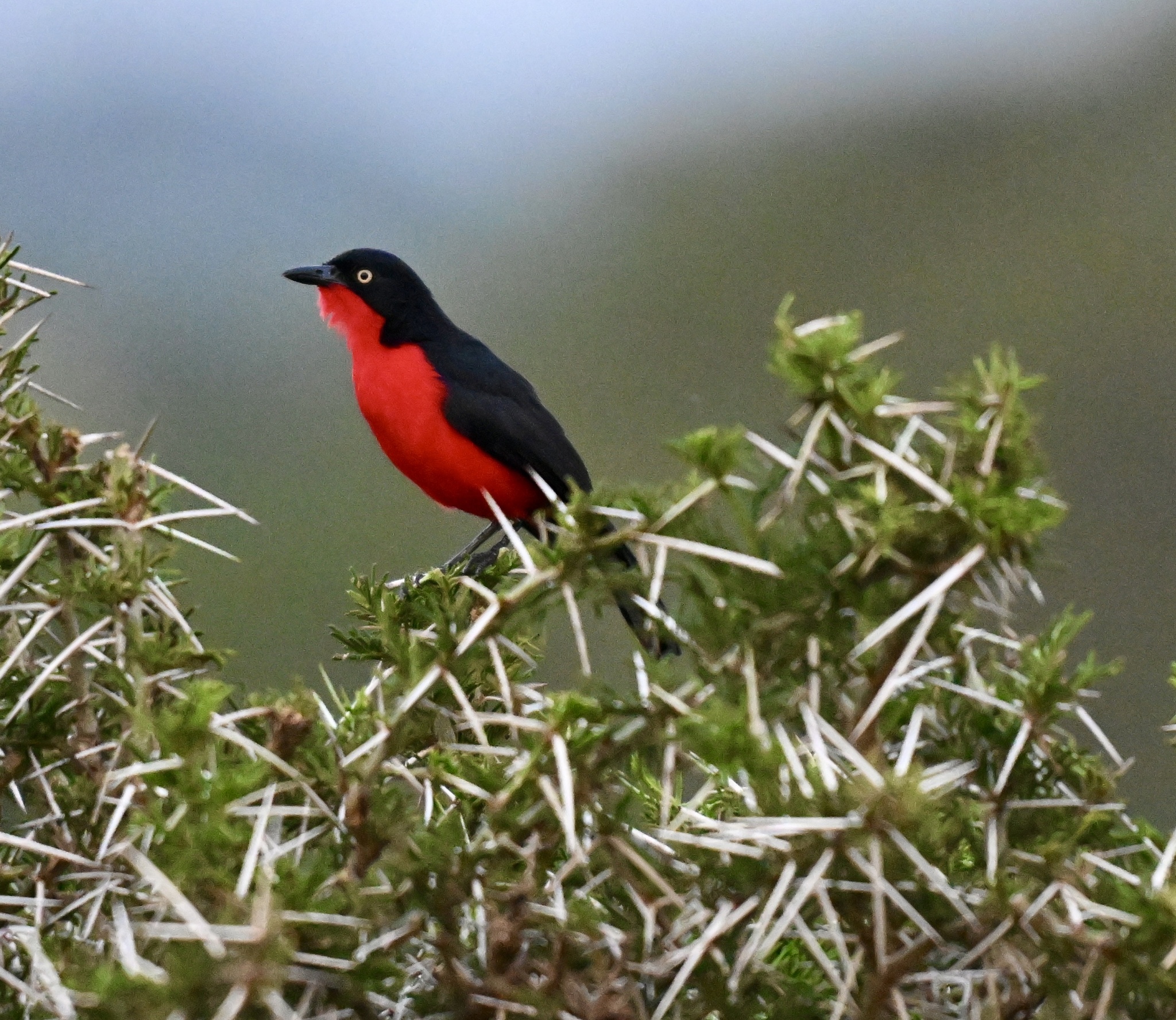 Black-headed Gonolek (Laniarius erythrogaster), photo 3