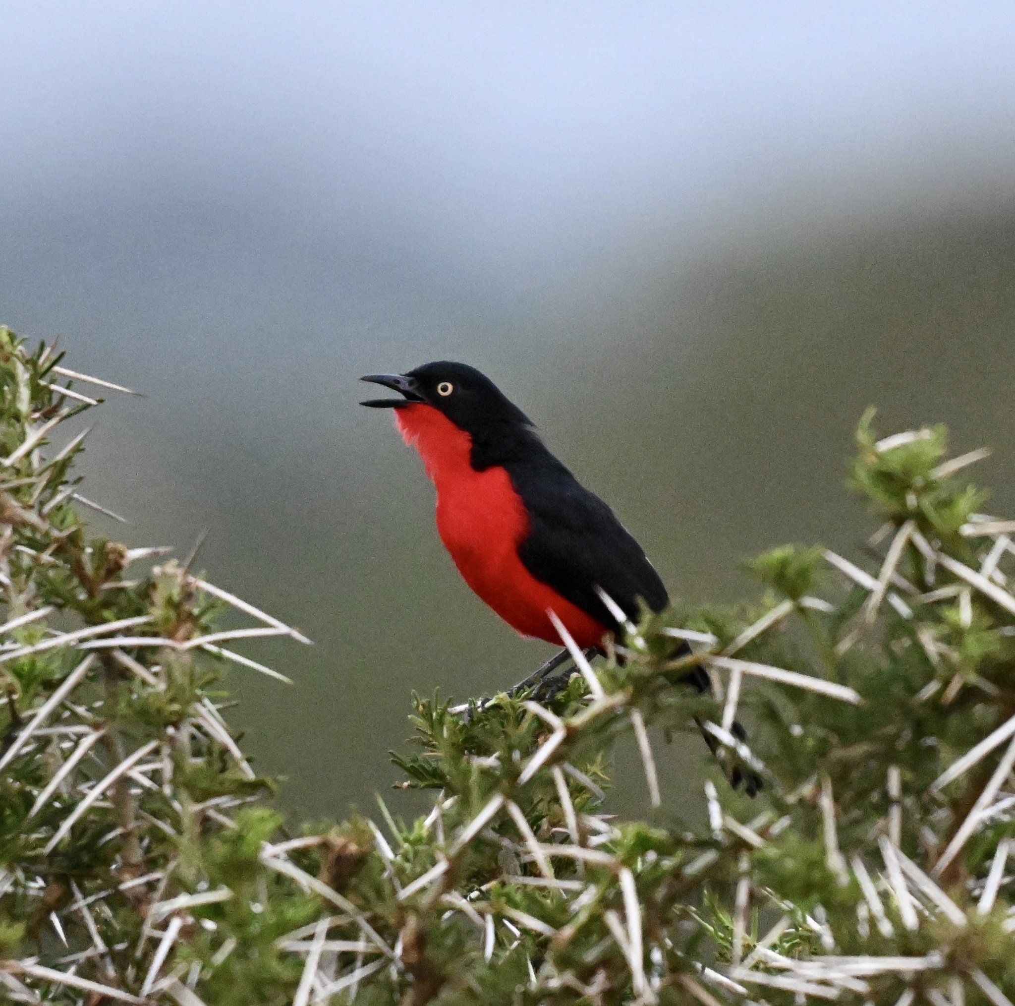 Black-headed Gonolek (Laniarius erythrogaster), photo 4