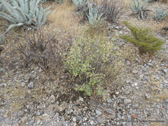 Senegalia crassifolia