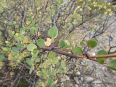 Senegalia crassifolia