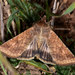 Cotton Bollworm Moth - Photo (c) Paolo Mazzei, some rights reserved (CC BY-NC), uploaded by Paolo Mazzei