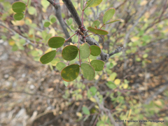 Senegalia crassifolia