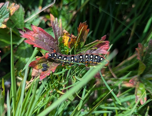 Hyles euphorbiae