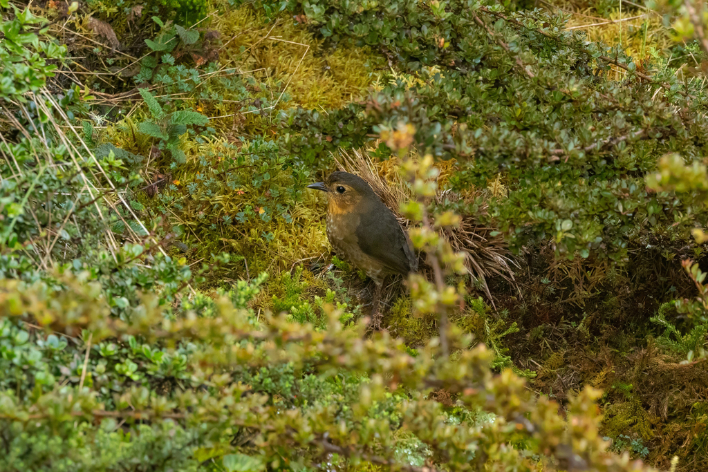Atuen Antpitta