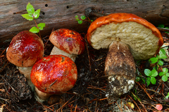Leccinum ponderosum