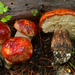 Leccinum ponderosum - Photo (c) Christian Schwarz, some rights reserved (CC BY-NC), uploaded by Christian Schwarz