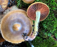 Cortinarius tinctorum